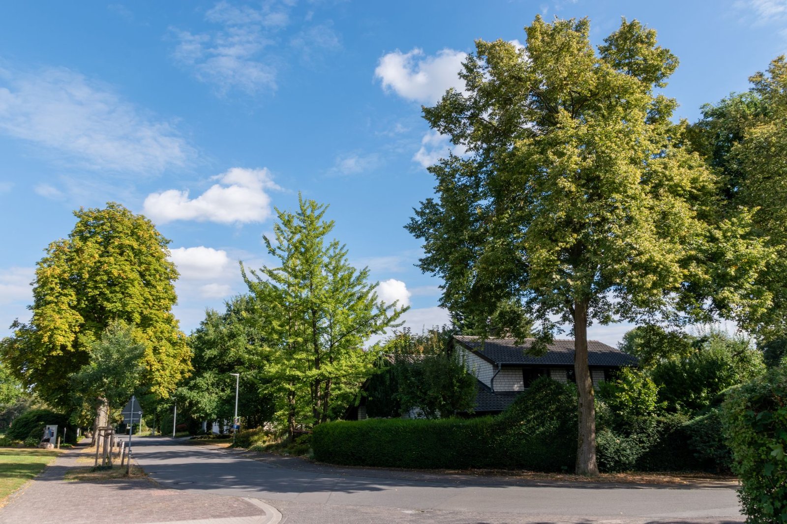 Rustige residentiΓ«le straat met bomen in een groene Brusselse gemeente
