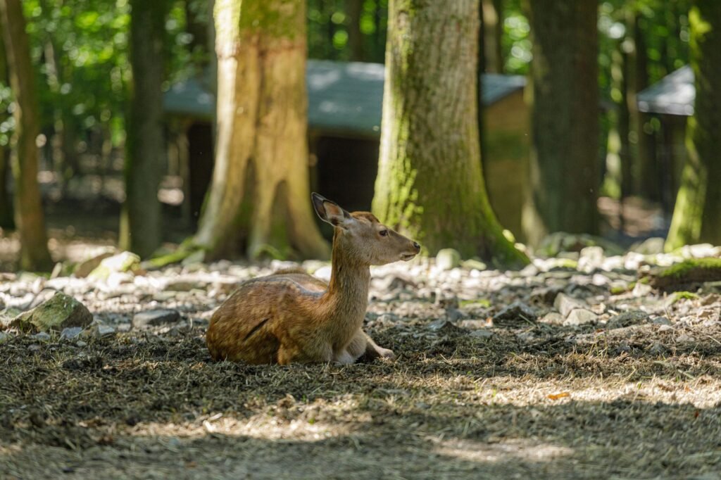 Table de café discrète près d'une fenêtre en Ardenne belge